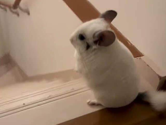 フリーズ…からの階段猛ダッシュ！チンチラの”プロの走り屋”ぶりが大反響18万いいね！「動き出したらイッキ」「かわいすぎ」の声
