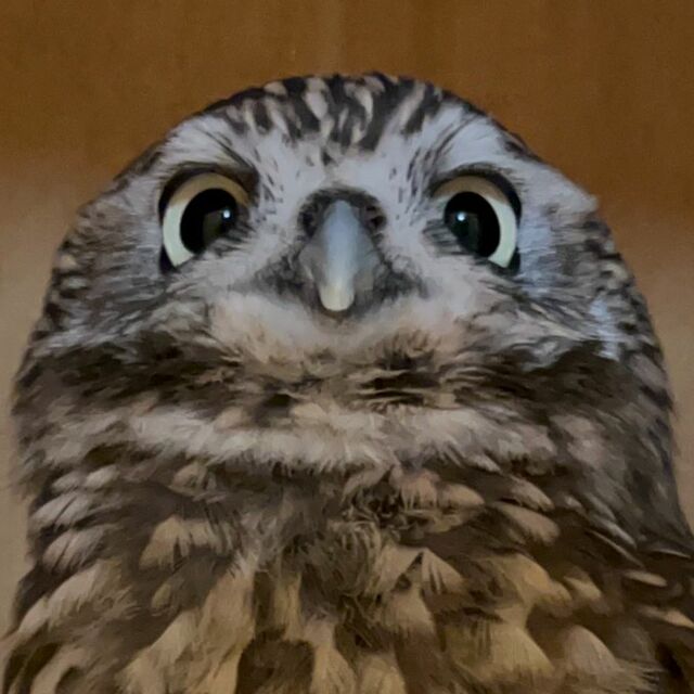 【ドヤ顔フクロウ】愛らしい表情にみんなが夢中！同居フクロウのまん丸お目目にもメロメロ