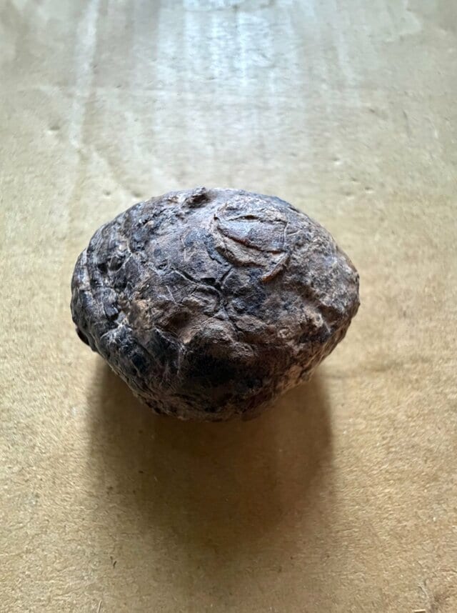 【意外】干し椎茸のような塊を磨くと→"恐竜時代の琥珀"が出現！岩手県久慈市で発掘、SNSで「宇宙みたい」の声
