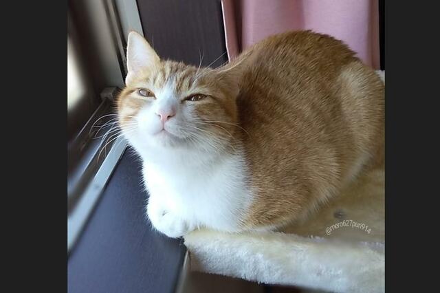 飼い主さんと兄猫からの愛が伝わる…感謝の声が続出した「笑顔」