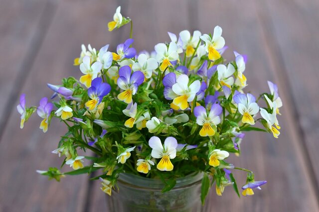 【ビオラ・パンジーの育て方】春まで次々に花が咲く！正しい肥料の与え方とは？