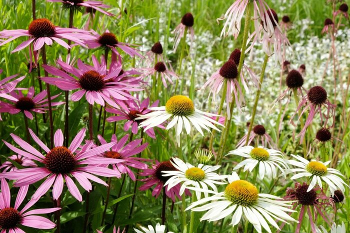 エキナセアの花、色は白とピンク。