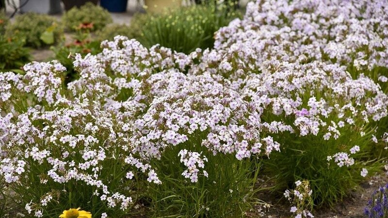 春から、たくさんの花を長く楽しめる〈注目の花〉3つ。「ナチュラルガーデン」のアクセントに。庭や玄関が1鉢で華やかに！