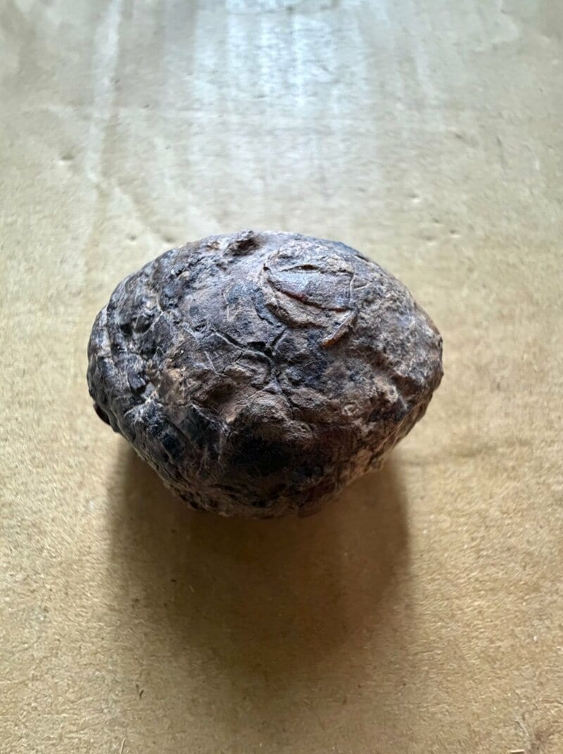 【意外】干し椎茸のような塊を磨くと→"恐竜時代の琥珀"が出現！岩手県久慈市で発掘、SNSで「宇宙みたい」の声