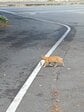 宮城県・田代島で「お魚くわえたドラ猫」に遭遇　絵に描いたような光景にホッコリ