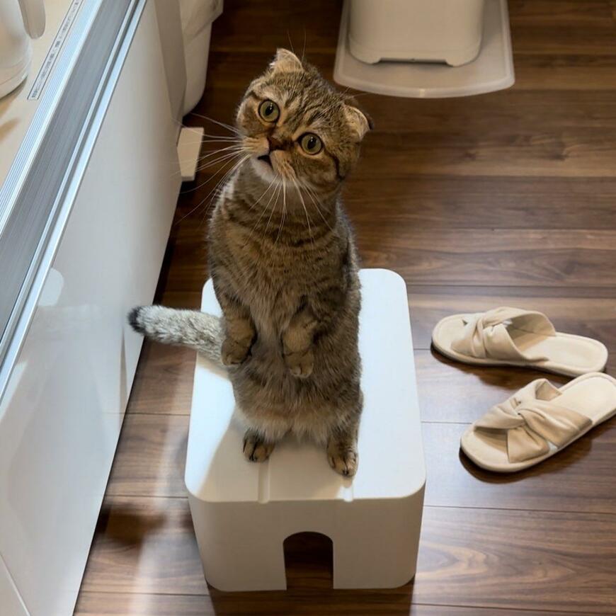 出所：@ponpokopontanu