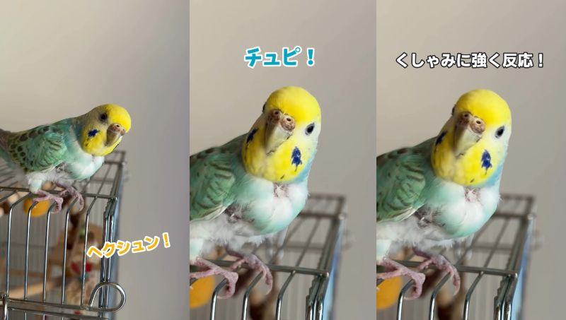 出所：@daiinkoteikoku_soraoto