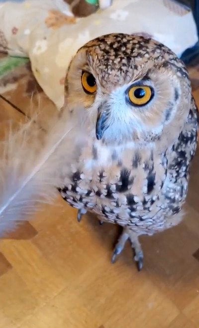 出所：@NORIKO_Rye