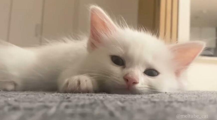 出所：@meltube_cat