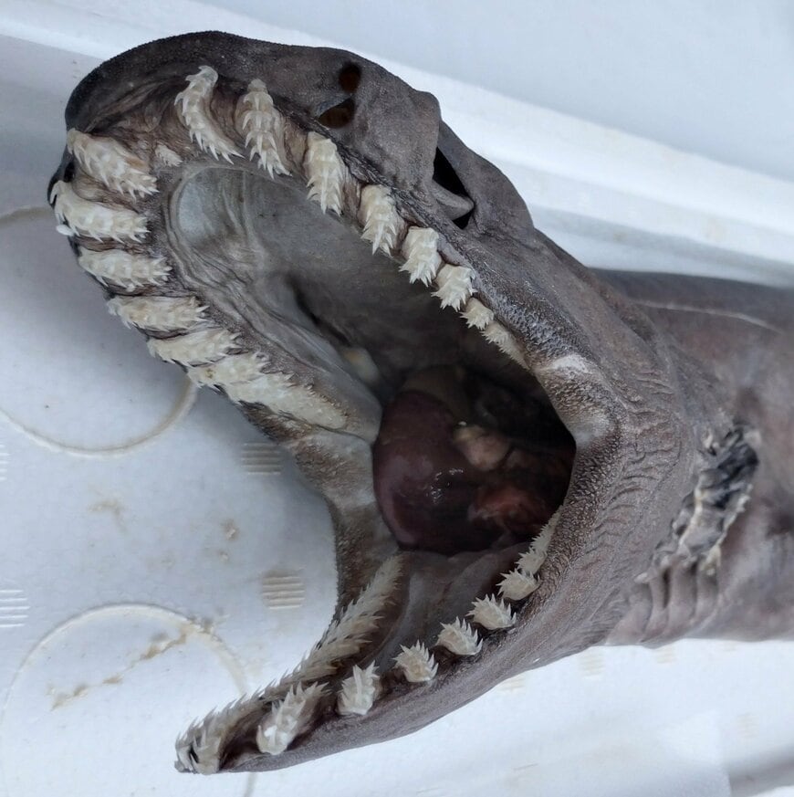 出所：@uehiro_sakana