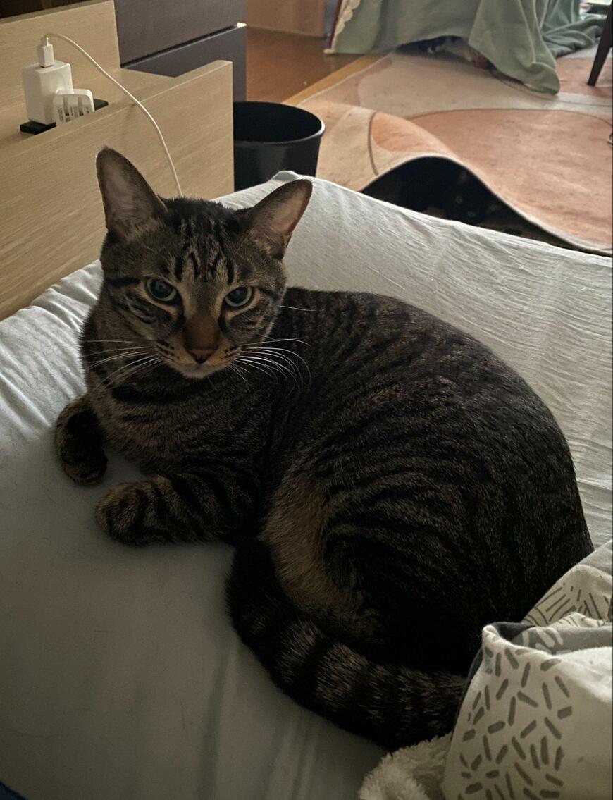 出所：@00shitemita