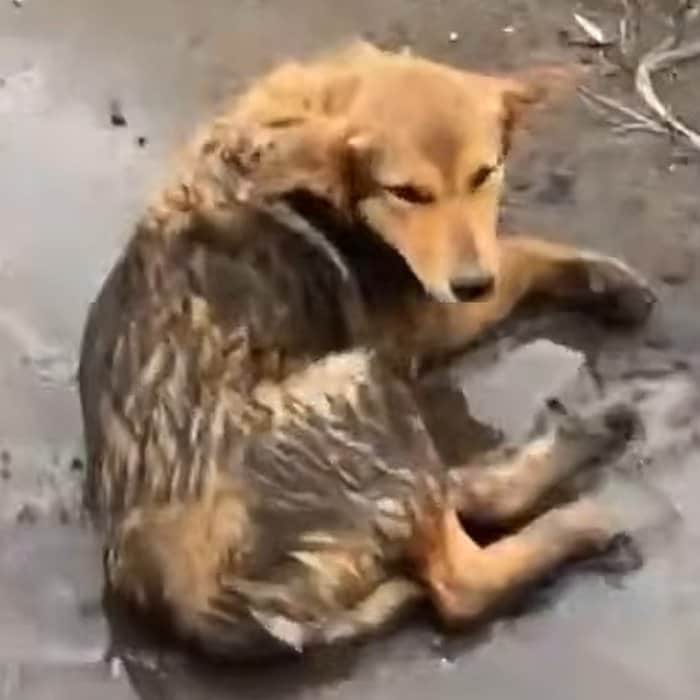 道路に倒れていた仔犬を保護。重傷を乗り越えて回復していく姿に感動