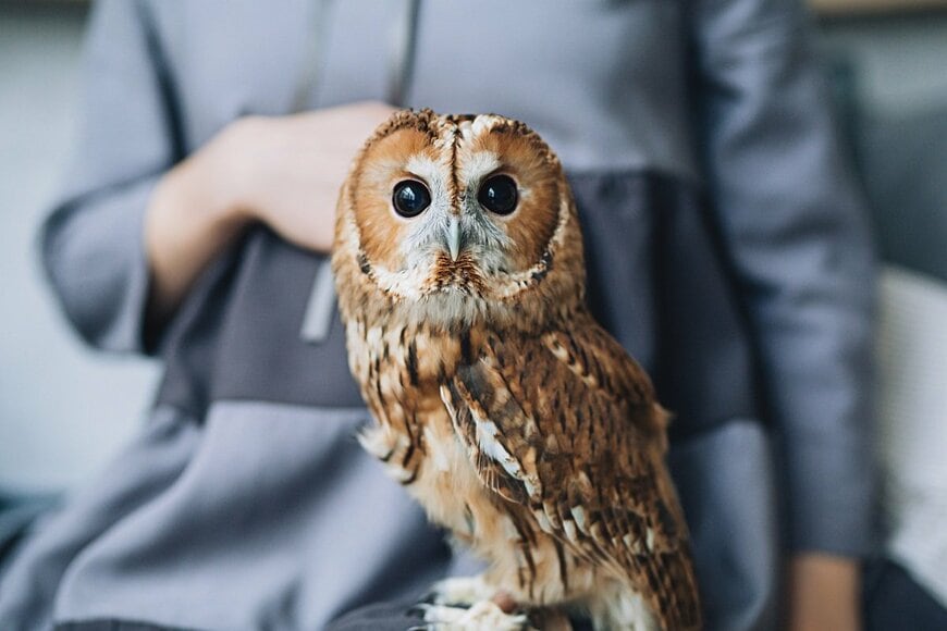 自宅に遊びに来た友人の目に「強烈な違和感」　フクロウとの奇跡のツーショット写真が話題