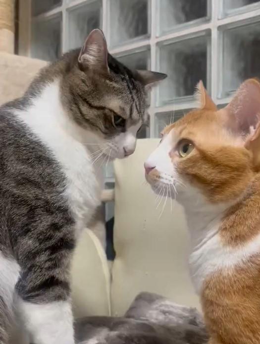 出所：@Neko2Obasan