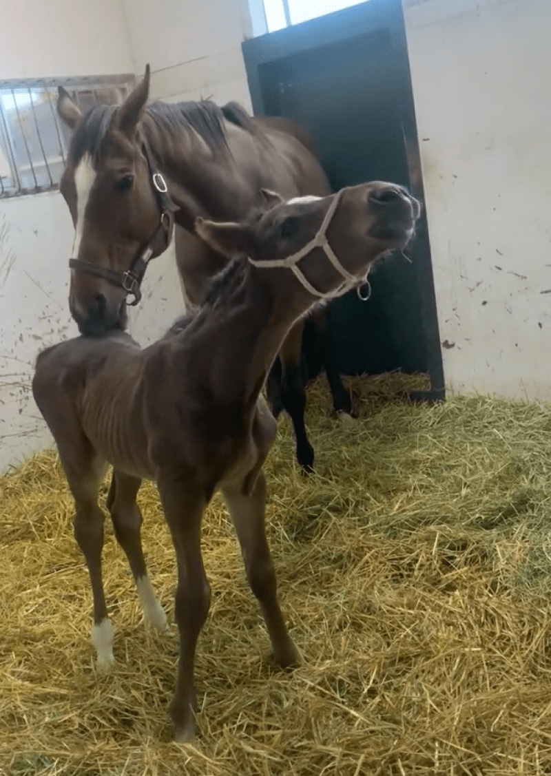 出所：白井牧場