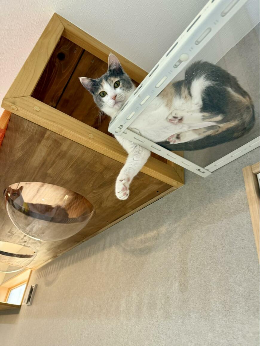 猫ちゃんの「握手会」伸ばしたお手手に足の肉球丸見えでファンサ最高！