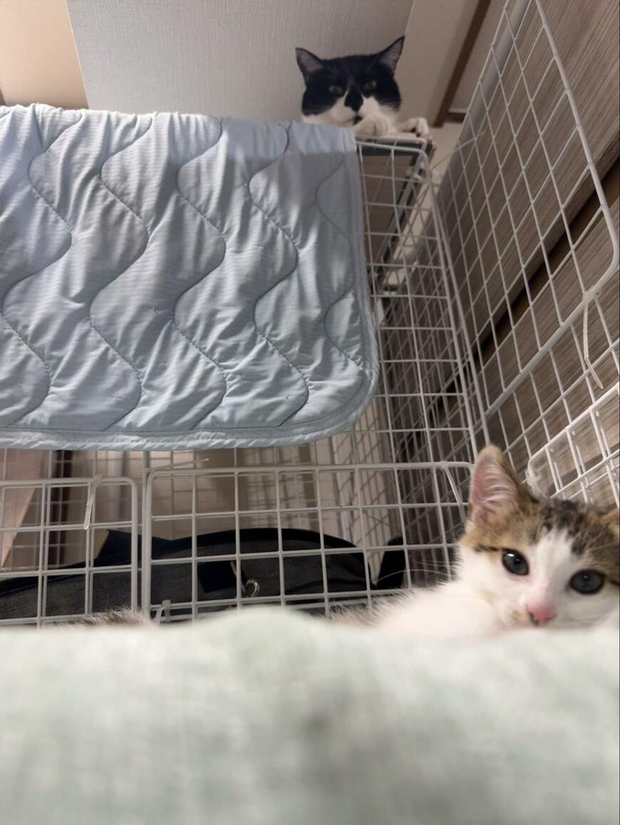 新入り子猫を見つめる先住猫　まさかの視線に笑っちゃう