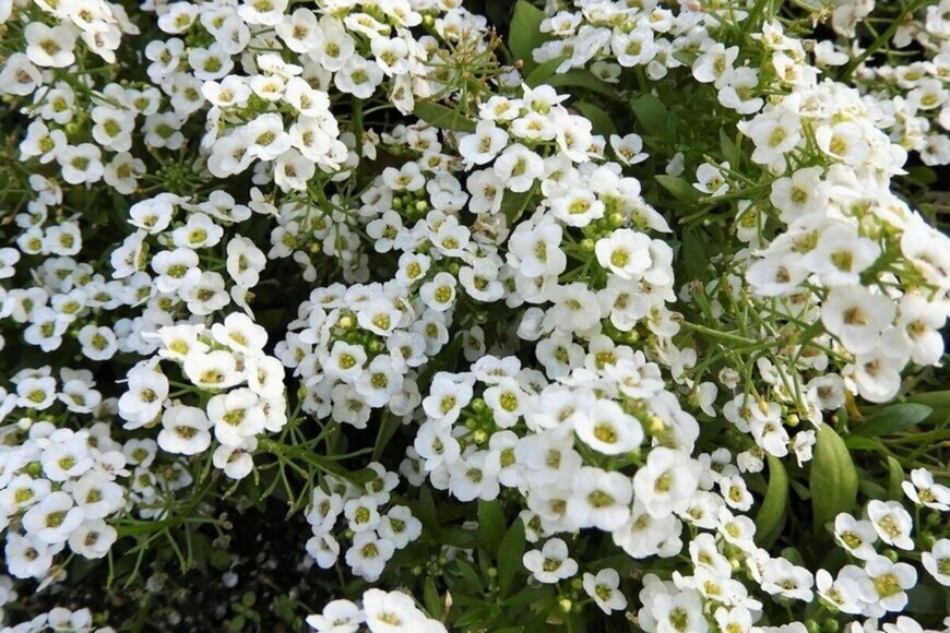 Chiemi Kumitani/istockphoto.com