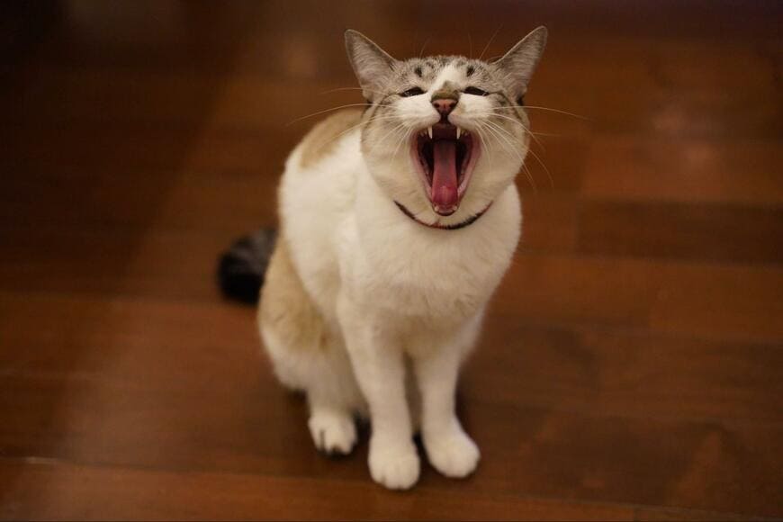 出所：@piennekomint