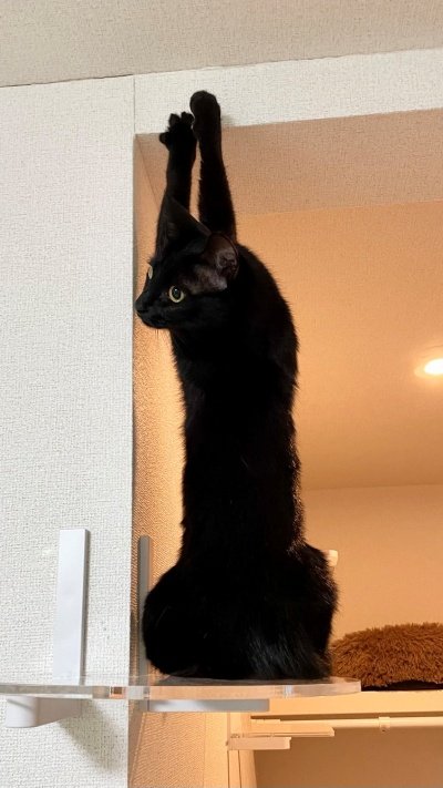 出所：＠Teagle_Noir