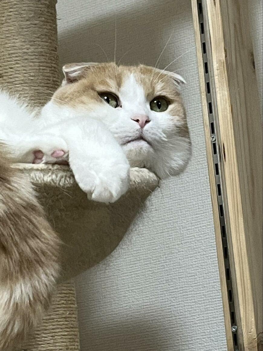 出所：@torotolo106106