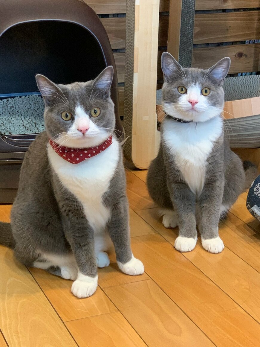 出所：@neko_wagaya