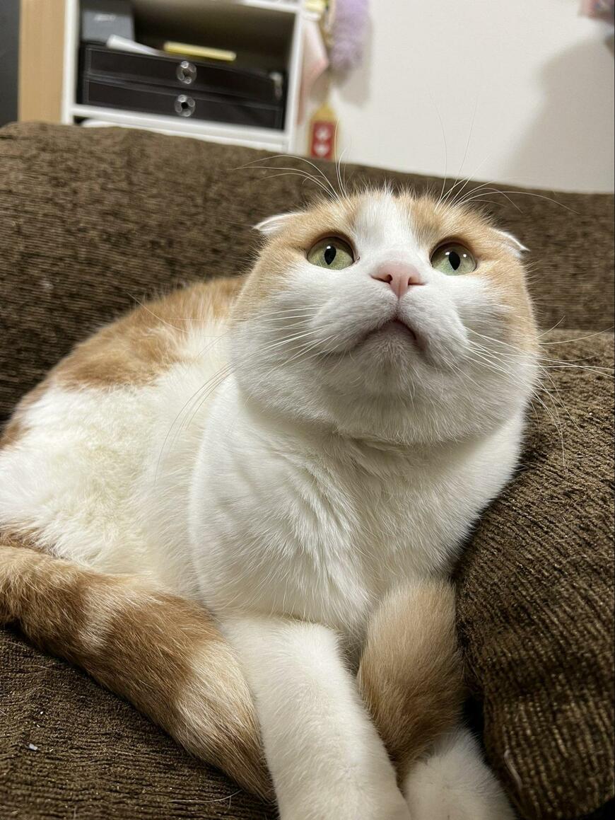 出所：@torotolo106106