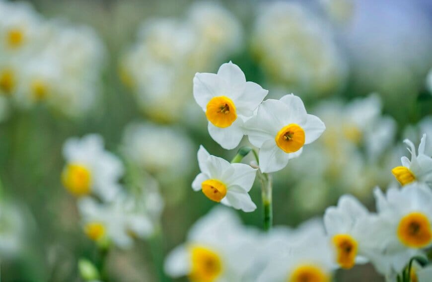 Florist Kuniko/shutterstock.com