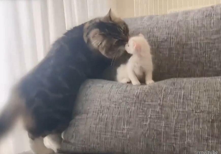 出所：@meltube_cat