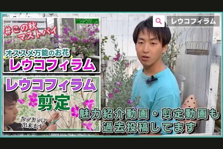 出所：@petit_fleur