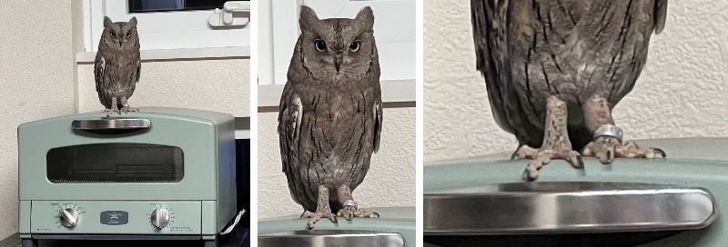 出所：@HardcoreOwl0911