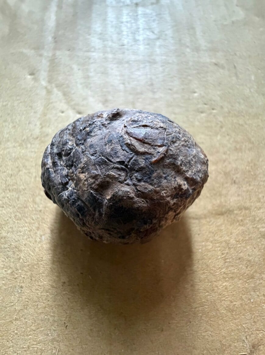 【意外】干し椎茸のような塊を磨くと→"恐竜時代の琥珀"が出現！岩手県久慈市で発掘、SNSで「宇宙みたい」の声