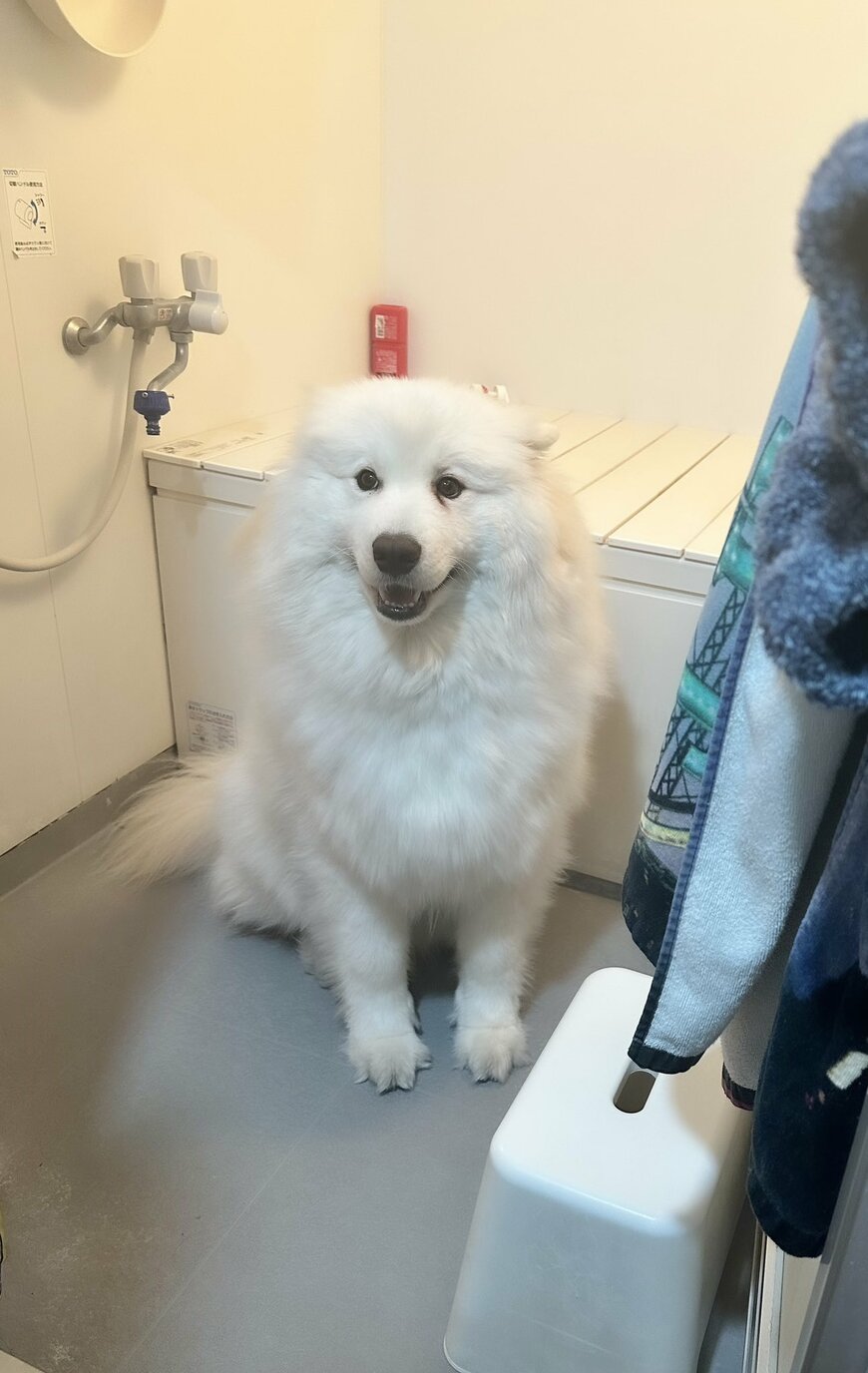 出所：@samoedsoran