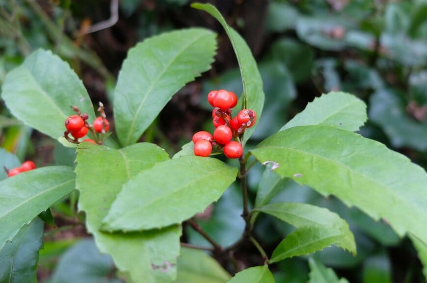 LIMOガーデニング部撮影