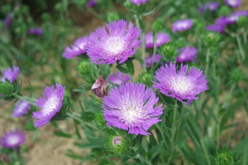 Cornflakes/shutterstock.com