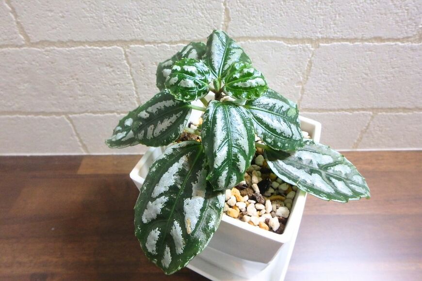 出所：LIMO編集部撮影