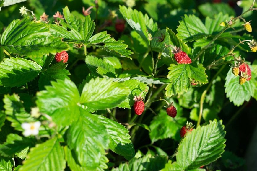 Nata Aleks/shutterstock.com