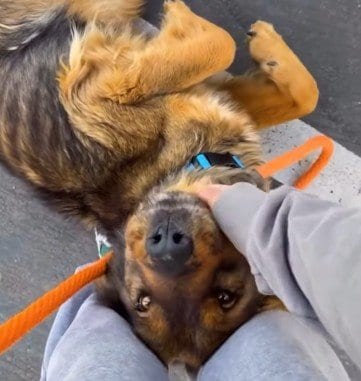 街中で発見した「ガリガリの衰弱した犬」が車に乗り込んでくる→救助後、みるみる甘えん坊になった姿に感動