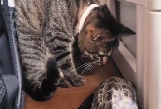 「われら床下調査隊」真剣すぎる猫と亀のコンビプレーに笑ってしまう