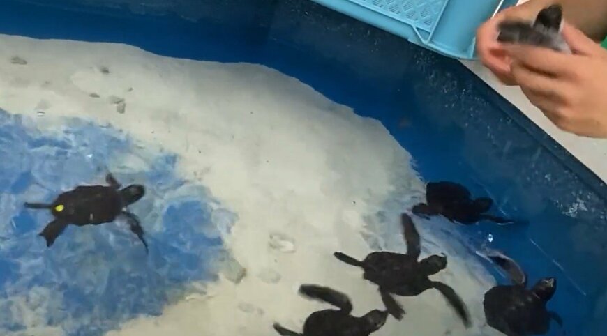 出所：@umigamekouen