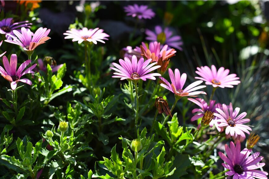 Osteospermum/Shutterstock.com