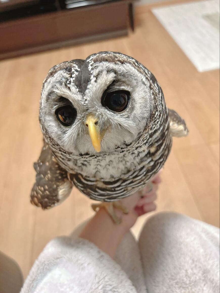 出所：@kanata_akas