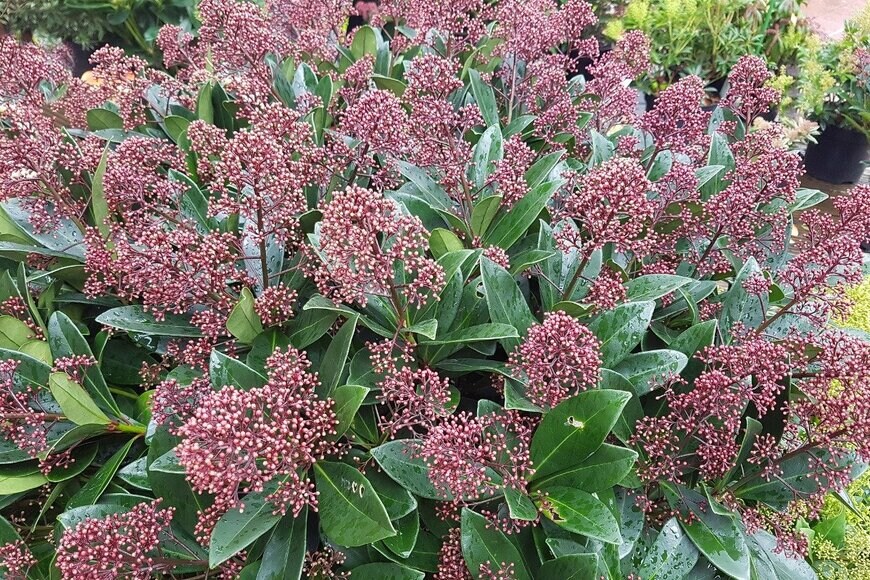 スキミア　emer1940/istockphoto.com