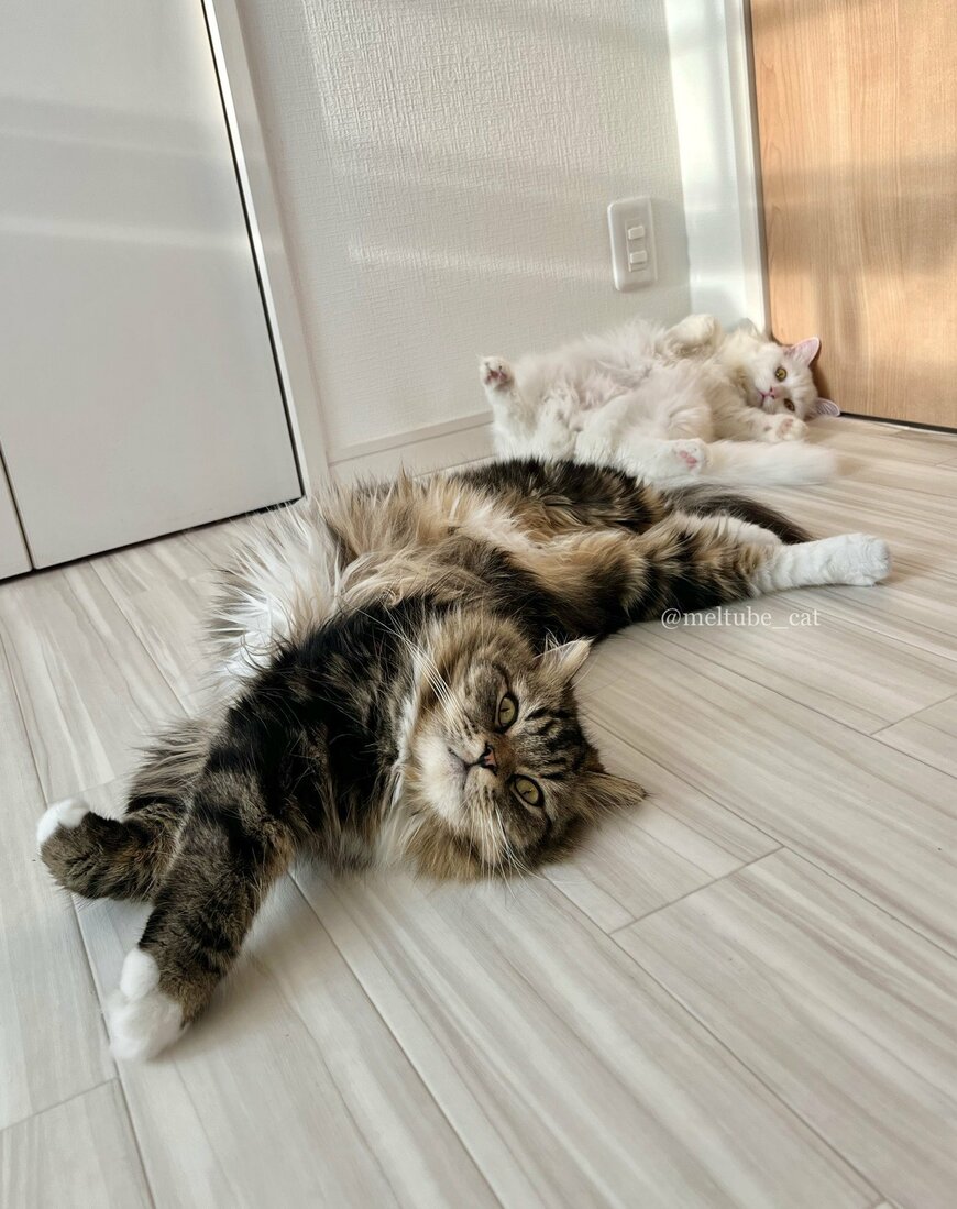 出所：@meltube_cat