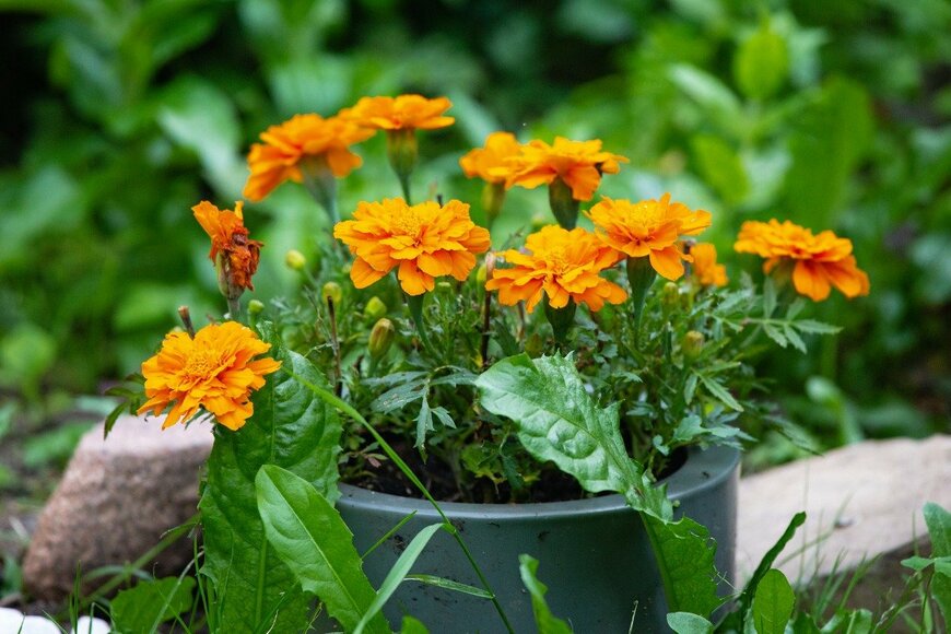 psvrusso/istockphoto.com