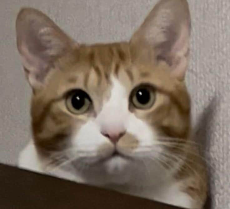 出所：@Neko2Obasan