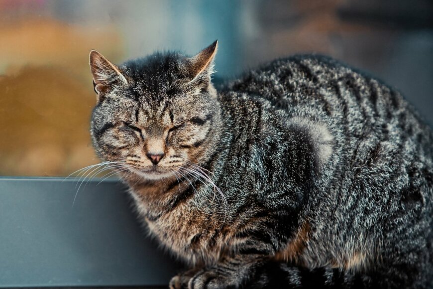 日本で人気の猫種は？そして、猫の種類はどう決まる？