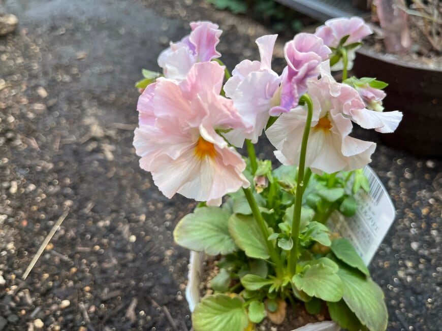 LIMOガーデニング部撮影