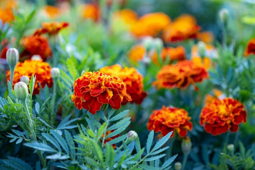 Elizaveta Elesina/istockphoto.com