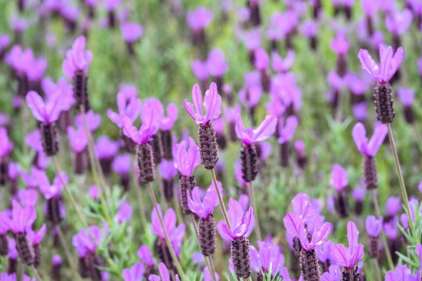 フレンチラベンダーの花が咲いている。色はピンクと紫。ウサギの耳のような形。